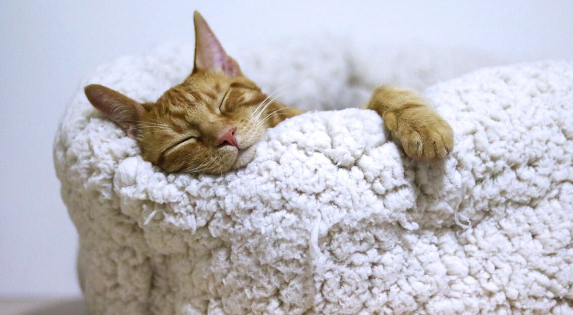 découvrez l'importance du sommeil pour votre santé et votre bien-être. apprenez des astuces et des conseils pour améliorer la qualité de votre sommeil et profiter d'un repos réparateur chaque nuit.
