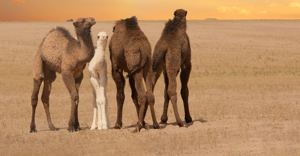 découvrez l'univers fascinant des familles nomades, qui allient aventure et mode de vie unique. explorez leurs histoires, défis et astuces pour vivre en harmonie tout en parcourant le monde. plongez dans leur quotidien itinérant et inspirez-vous de leurs expériences enrichissantes.
